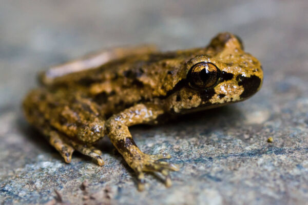 close view of a greenish brown and black coastal tailed frog resting on a gray rock.