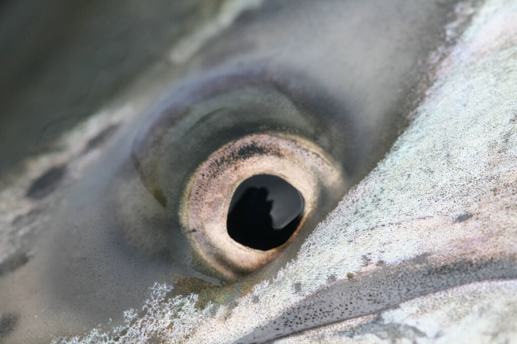 Close up view of the silvery skin and the eye of a Chinook Salmon.