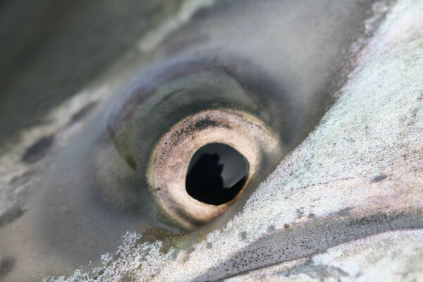 Close up view of the silvery skin and the eye of a Chinook Salmon.