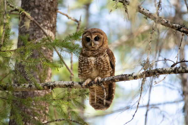 A brown and white northern spotted owl sits on a tree branch looking toward the camera with soft black eyes. Photo by Kyle Sullivan, BLM.