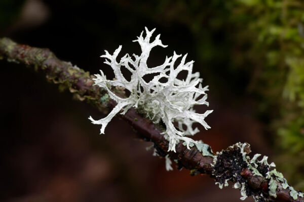light gray oakmoss grows on a branch in front of shadowed background