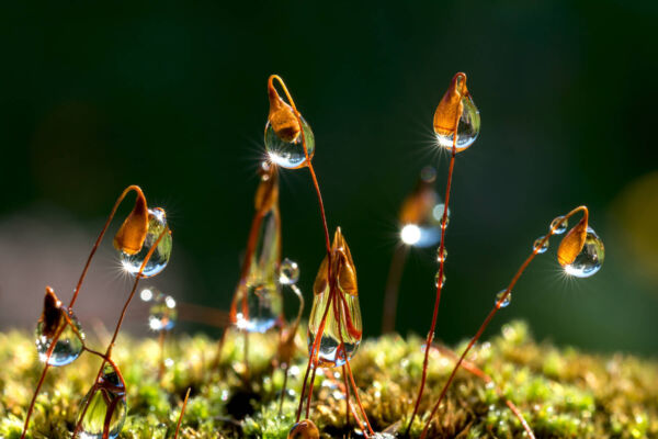 Water drops adhere to blooming moss after a rain.
