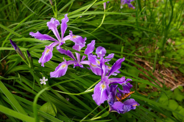 Purple ruffled blooms of Oregon Iris rise above green leaves.