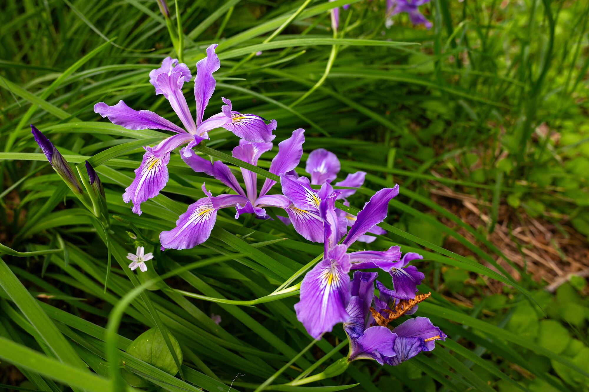 Purple ruffled blooms of Oregon Iris rise above green leaves.
