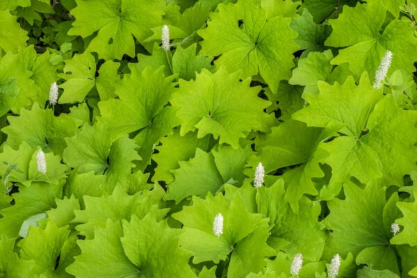 Green vanilla leaf leaves and white blooms on stalks.