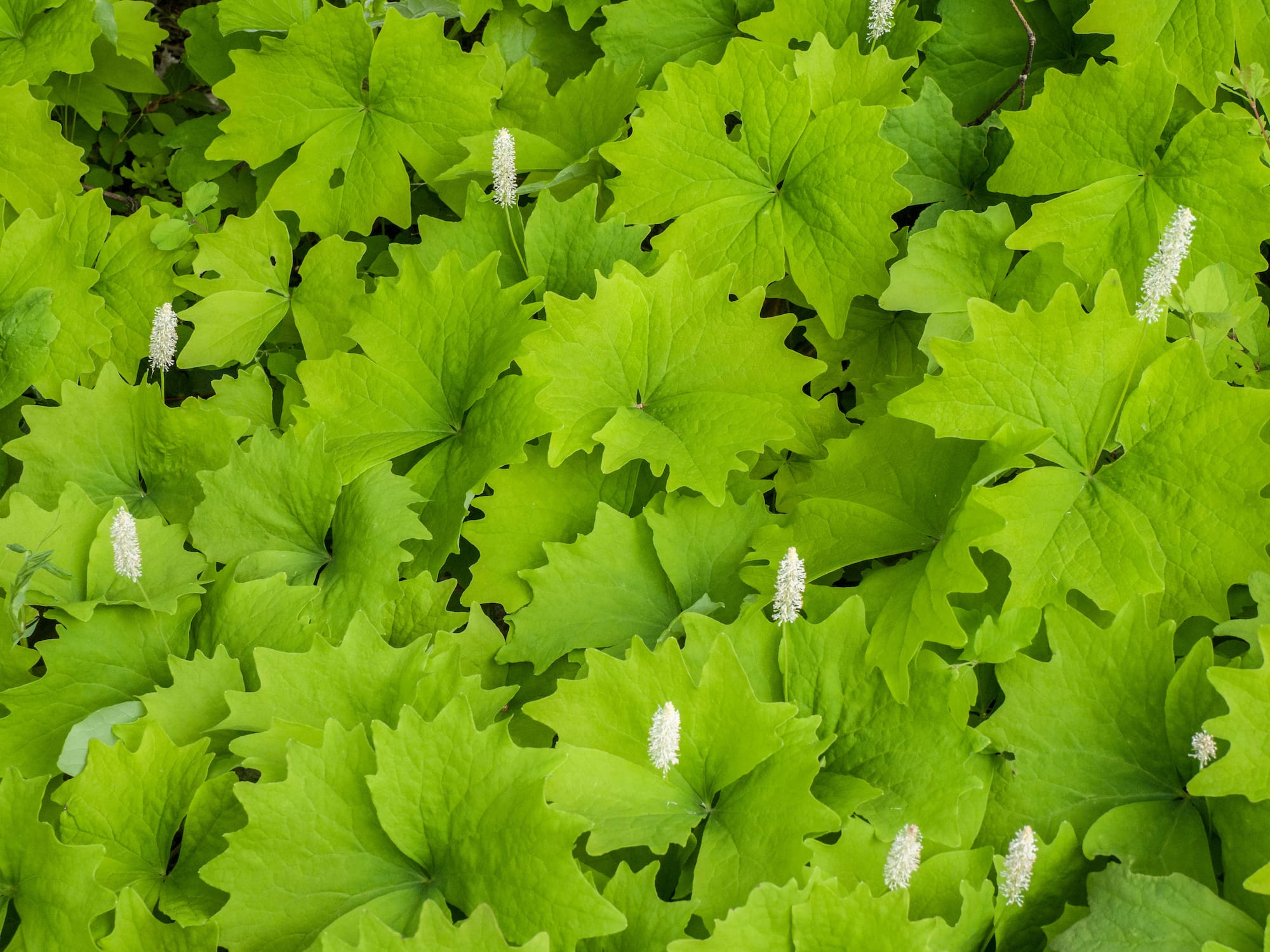 Green vanilla leaf leaves and white blooms on stalks.