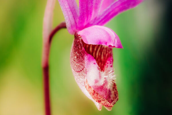 The pink and white bloom of a Calypso Orchid on a green blurred background.