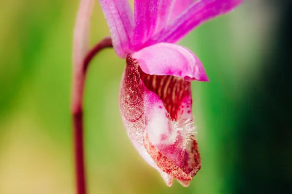 The pink and white bloom of a Calypso Orchid on a green blurred background.
