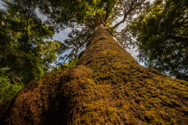 Looking up the moss covered trunk of a large fir tree toward the canopy limbs.