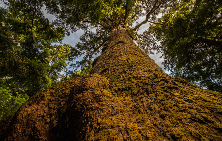 Looking up the moss covered trunk of a large fir tree toward the canopy limbs.