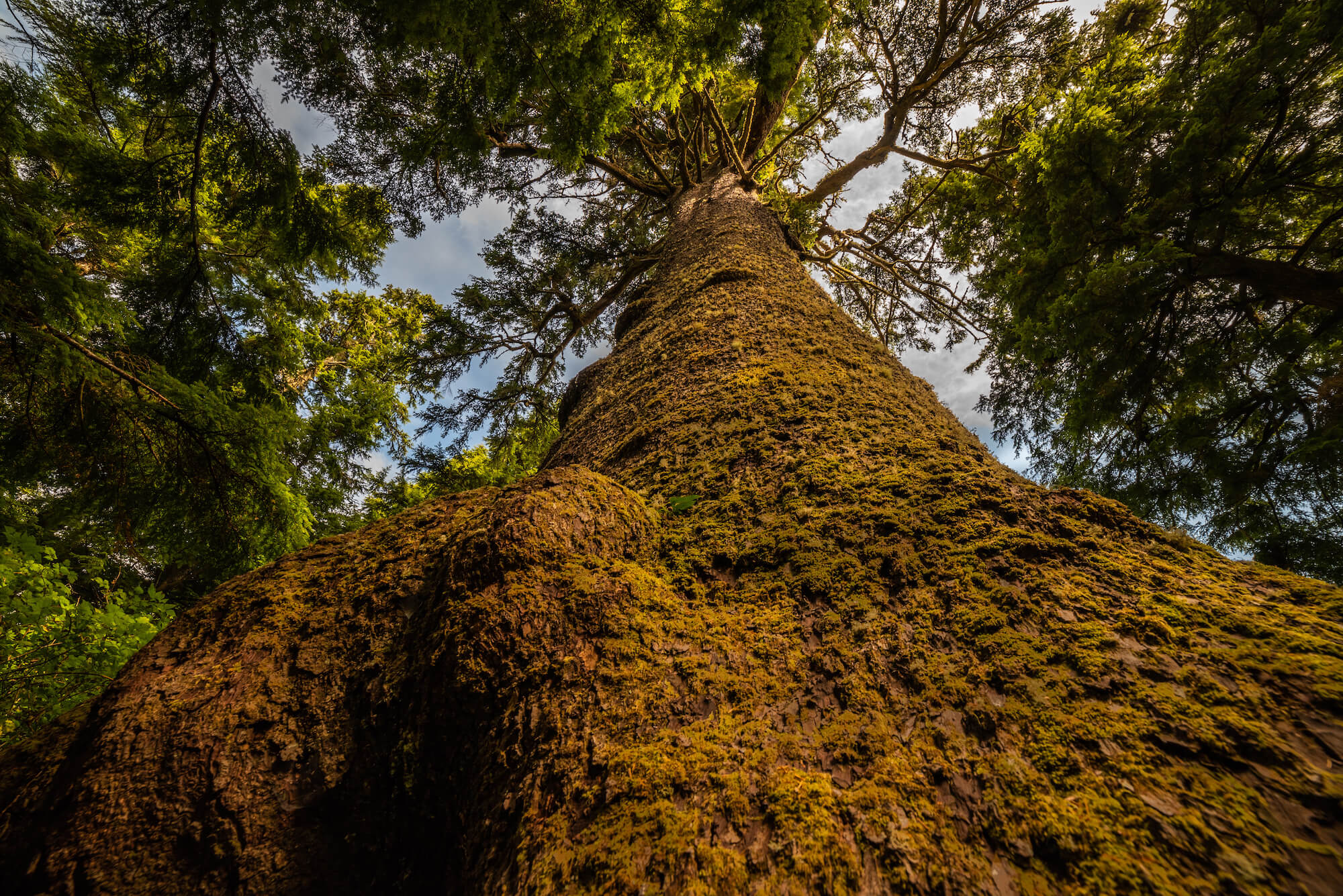 Looking up the moss covered trunk of a large fir tree toward the canopy limbs.