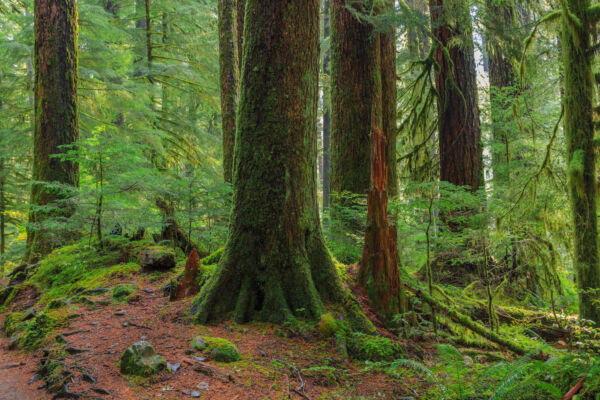 Large trunks of old growth trees rise above a green understory atop the forest floor covered in rust-colored duff.