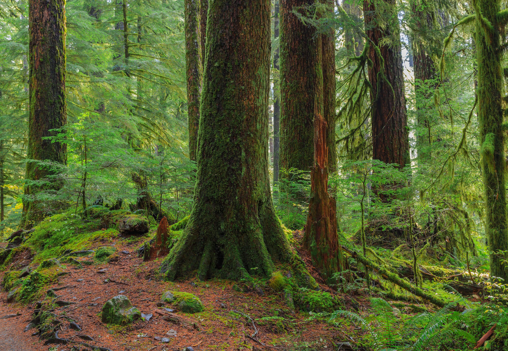 Large trunks of old growth trees rise above a green understory atop the forest floor covered in rust-colored duff.