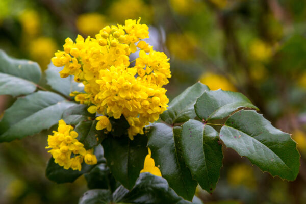 close view of the green toothed leaves and yellow blooms of Oregon Grape