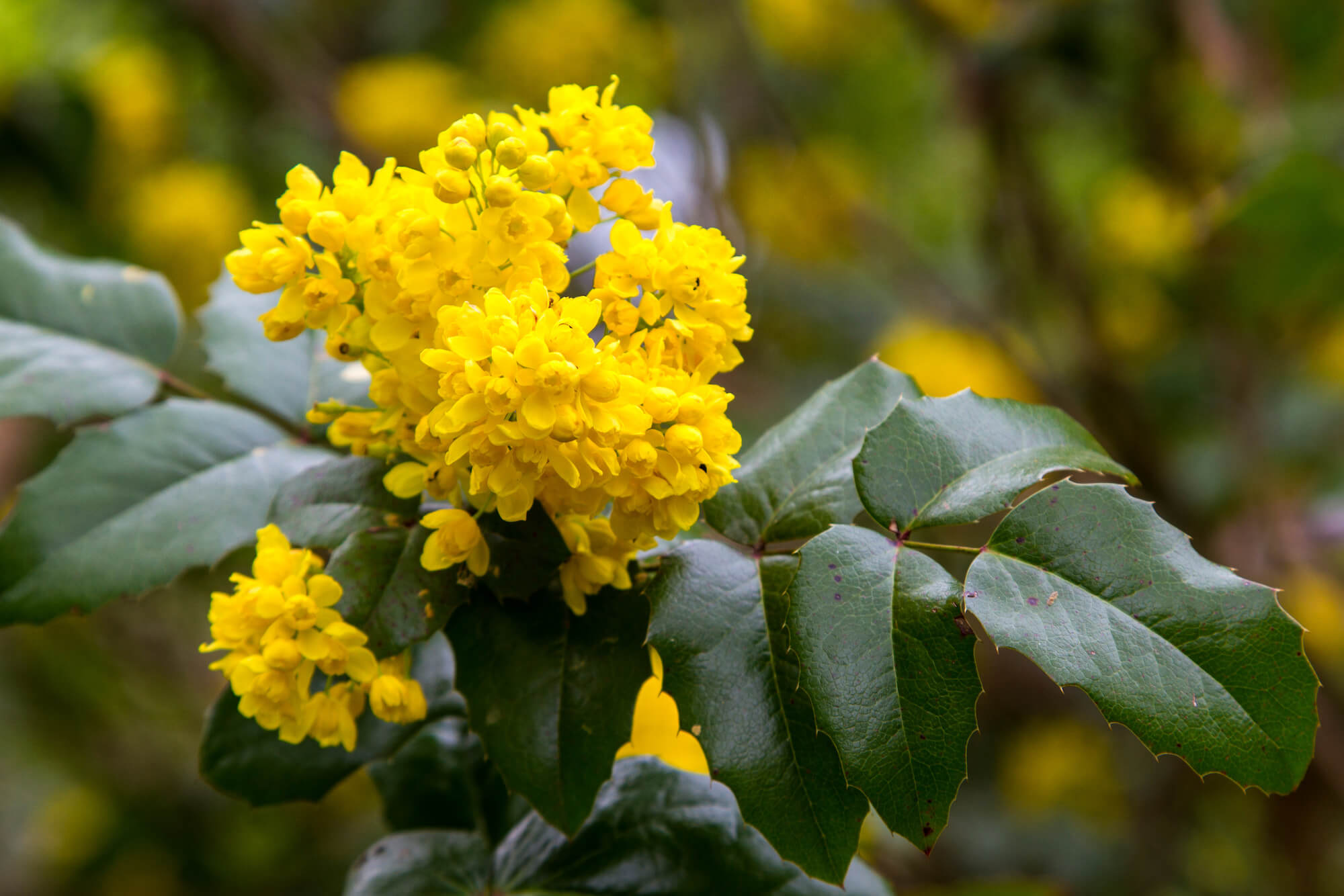 close view of the green toothed leaves and yellow blooms of Oregon Grape