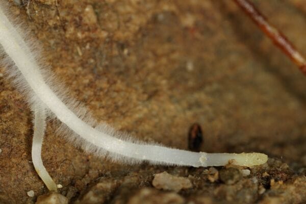 Macro image of root hairs on a white root with rusty brown rock and gravel background and foreground