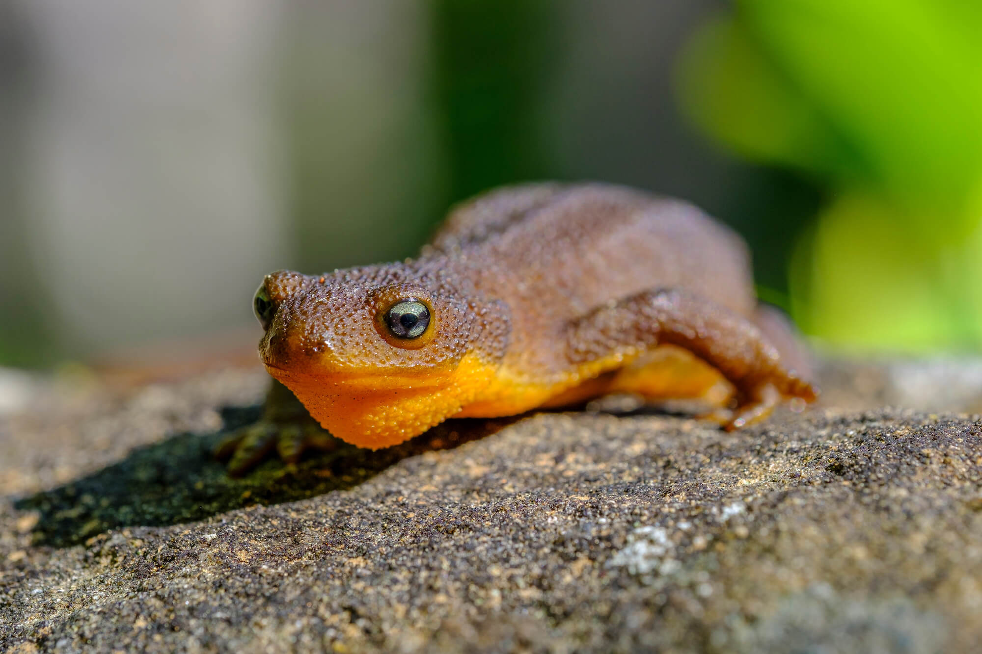 Close up at eye level of an orange and brown rough skinned newt crawling on a rock.