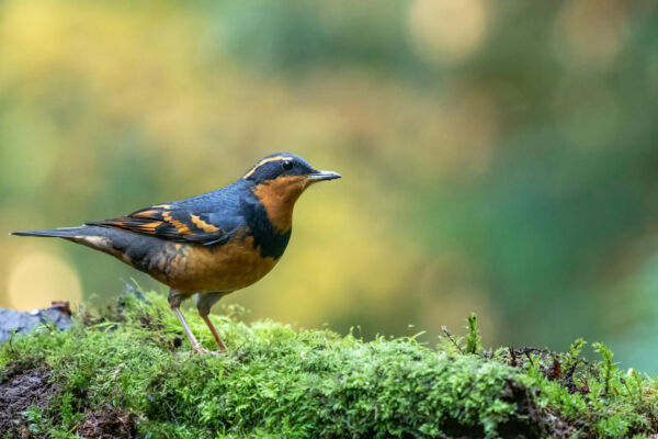 A black and orange male Varied Thrush stands on a green mossy log