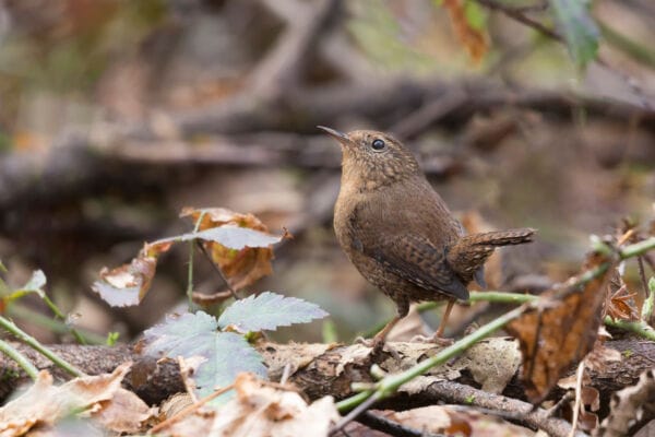A small brown pacific wren looks up from a pile of leaves on the ground.