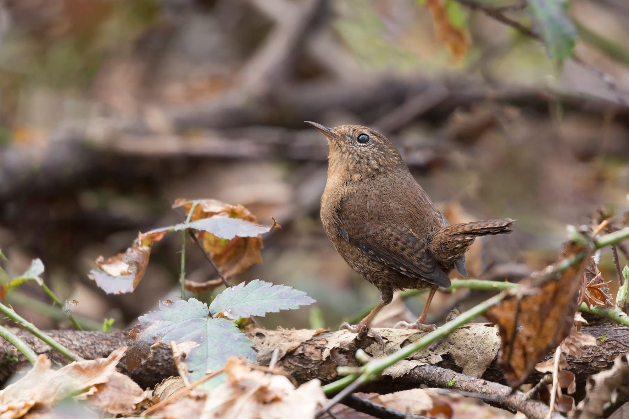 A small brown pacific wren looks up from a pile of leaves on the ground.