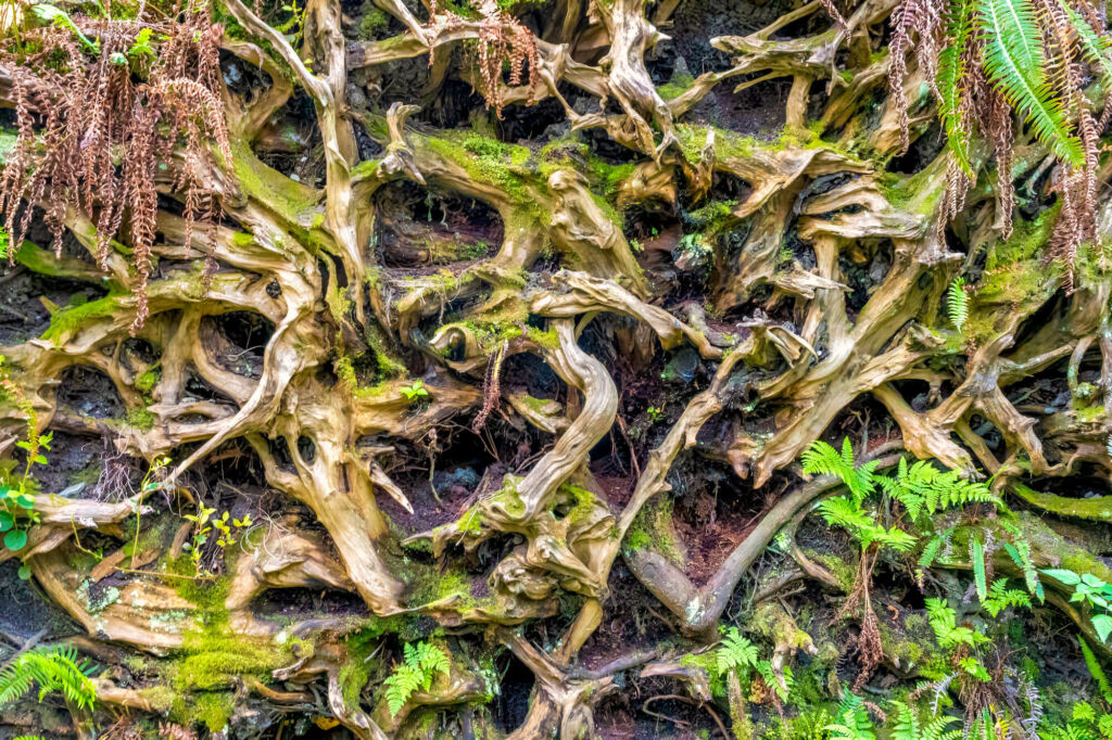 Upturned tangle of tree roots growing green moss and ferns.
