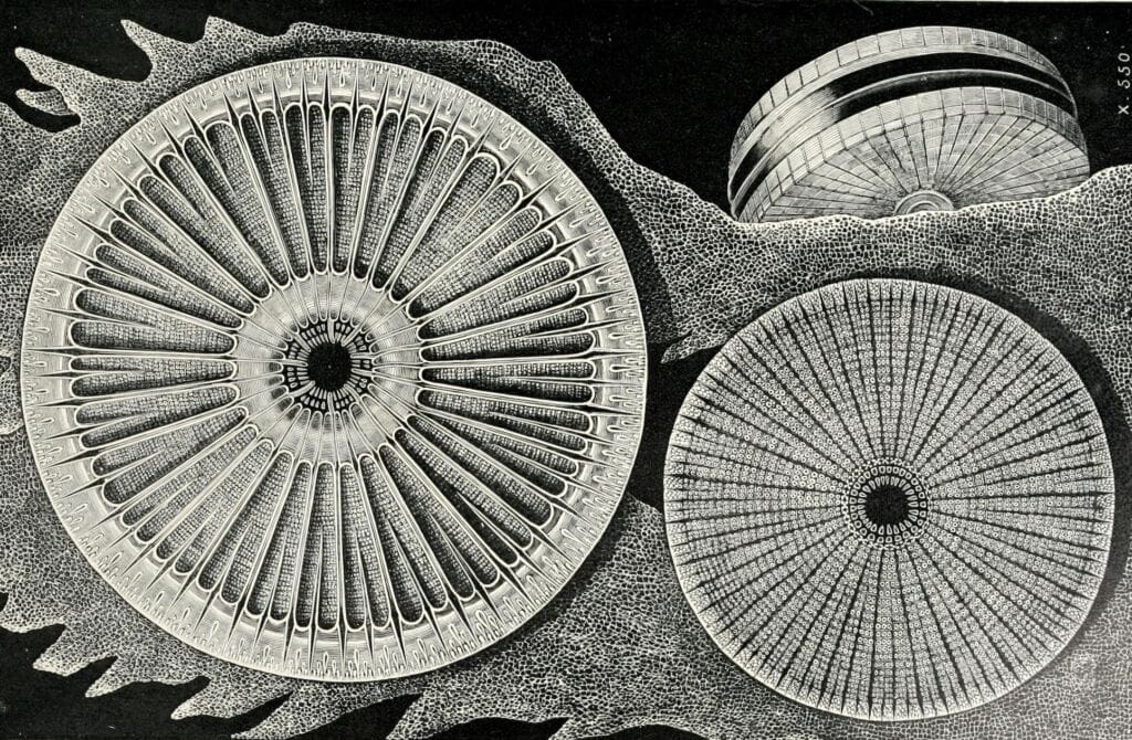 black and white illustration of a diatom from an early microscope image on black background.