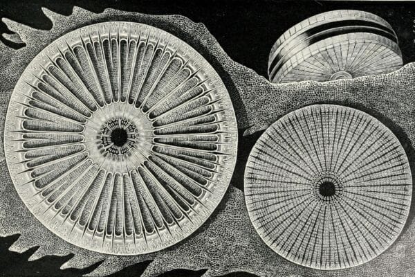 black and white illustration of a diatom from an early microscope image on black background.