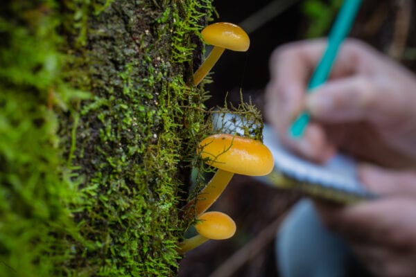 Orange mushrooms on mossy tree trunk with researcher taking notes in the background