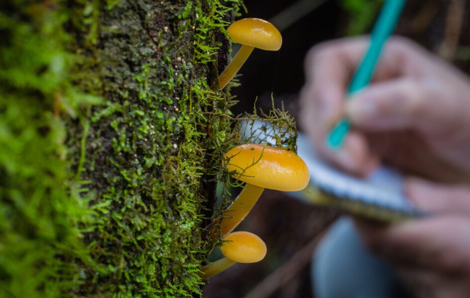 Orange mushrooms on mossy tree trunk with researcher taking notes in the background
