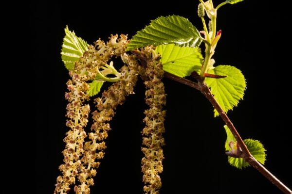 Red alder flowers hang from the end of a branch with green leaves on black background