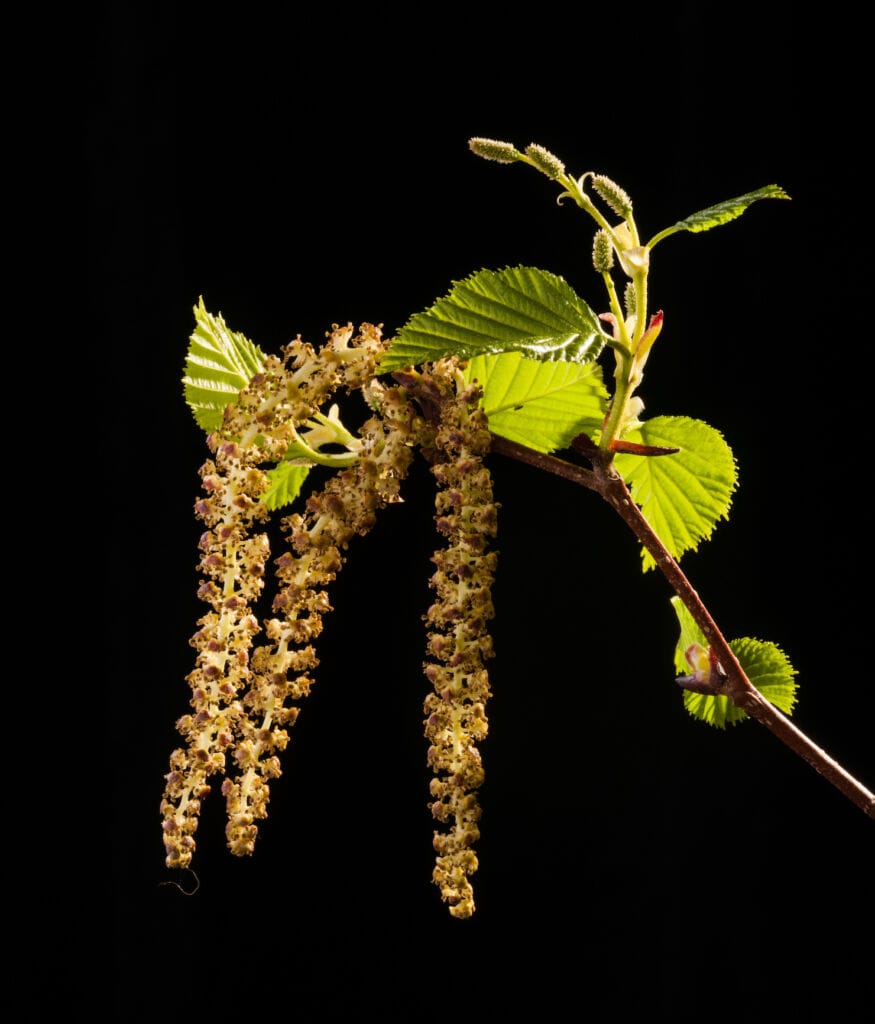Red alder flowers hang from the end of a branch with green leaves on black background