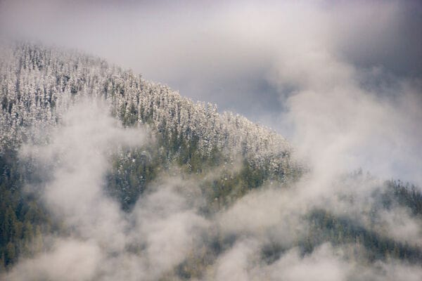 Hillside conifer forest with a dusting of white snow circled loosely by whtie clouds.