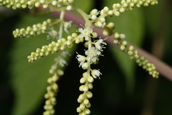 Close up view of white Goatsbeard blooms with background of green leaves. Photo by Walter Siegmund