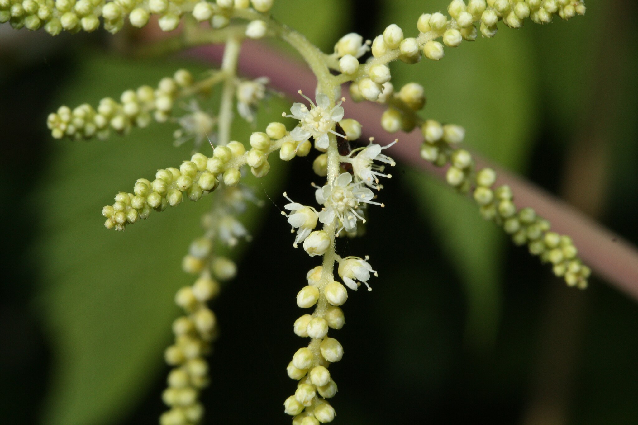 Close up view of white Goatsbeard blooms with background of green leaves. Photo by Walter Siegmund