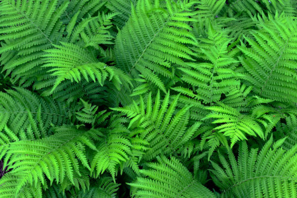 Green fronds of bracken fern