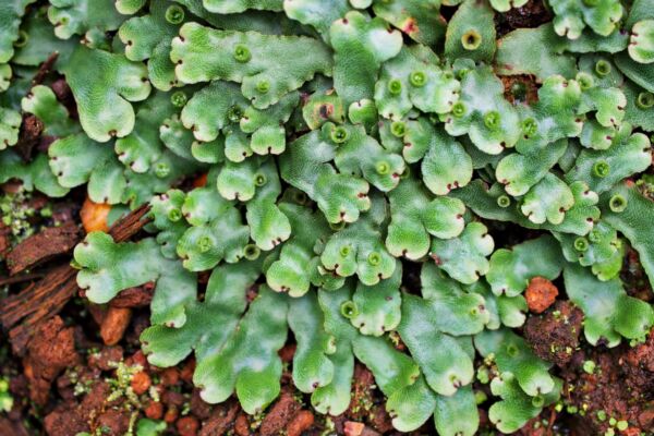green wavy common liverwort on a dark red forest floor
