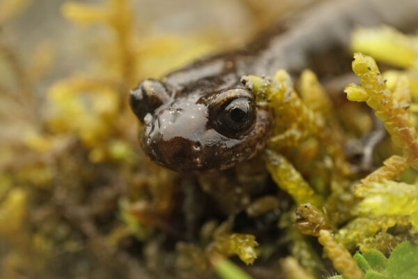 Close up view of the face of a Dunn's Salamander peeking out through green moss