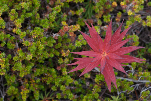 View from above of Fireweed leaves turned red in fall on a green mossy background
