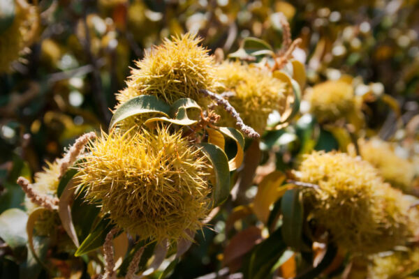 Spiny round Golden Chinquapin burs grouped on the end of a branch with green leaves