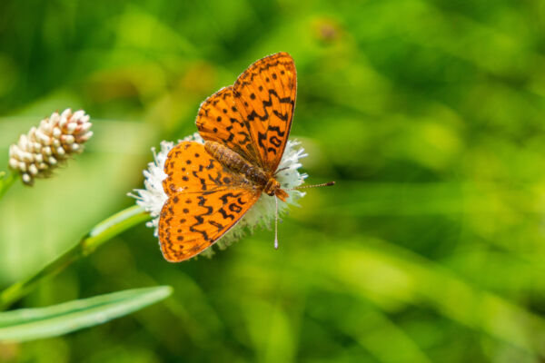 An orange brown and black Hydaspe Fritillary butterfly nectars on a white flower in front of a green background.