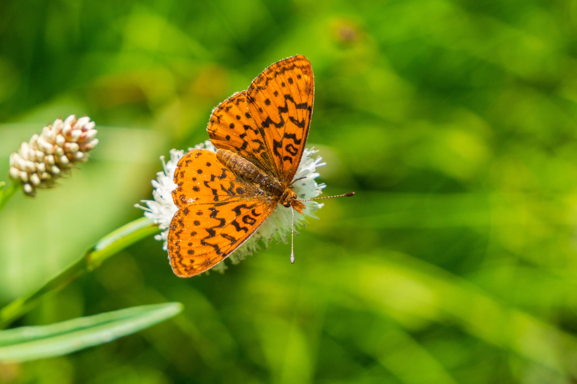An orange brown and black Hydaspe Fritillary butterfly nectars on a white flower in front of a green background.