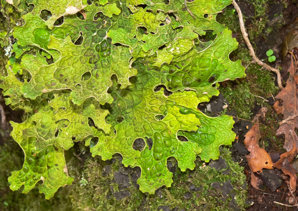 Close view of a green ruffled lobaria lichen on a mossy branch