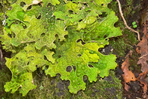 Close view of a green ruffled lobaria lichen on a mossy branch