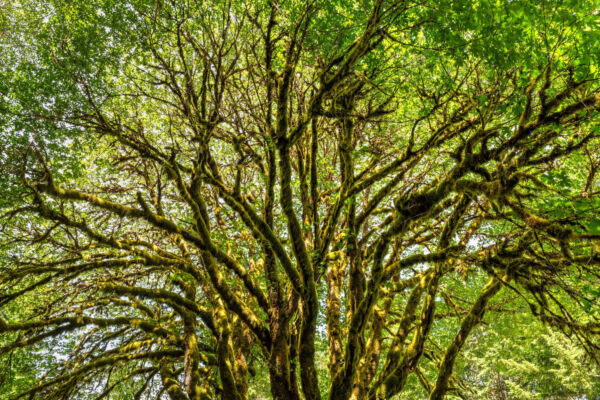 Green moss-covered branches of a big leaf maple with green leaves.
