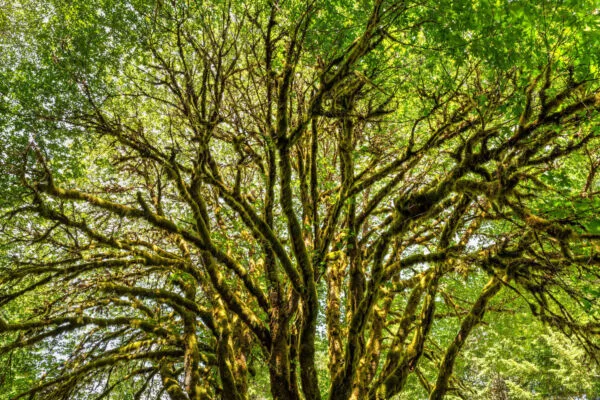 Green moss-covered branches of a big leaf maple with green leaves.