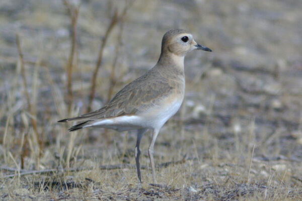 A tan and white mountain plover bird stands in grassland habitat.