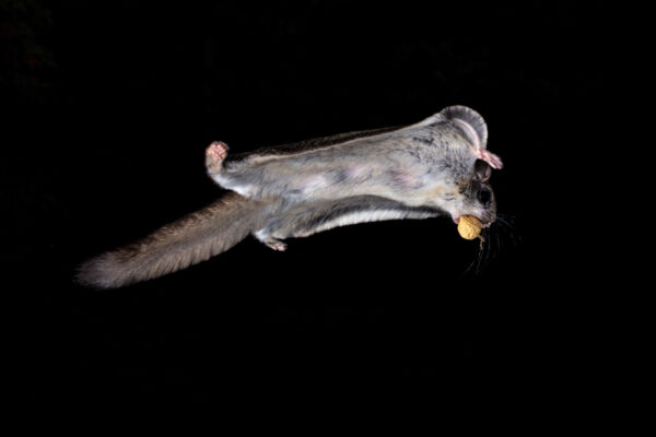On a black background, a northern flying squirrel in flight holding a nut in his/her mouth.