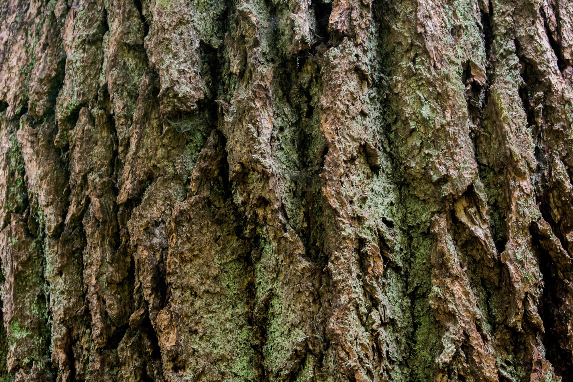 Close view of old growth Douglas fir bark. 
