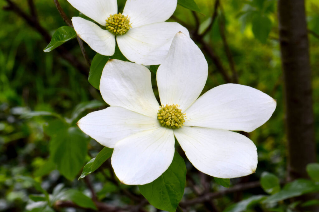 pacific dogwood blooms with white petal-like bracts surrounding tiny yellowish green flowers at center on green background