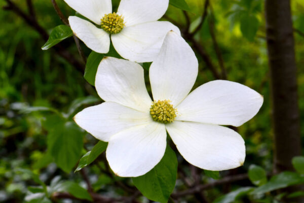 pacific dogwood blooms with white petal-like bracts surrounding tiny yellowish green flowers at center on green background